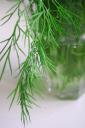 Dill © etak/PIXELIO