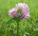 Die Blüte des Rotklee. © Flickr