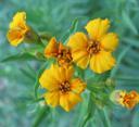Die Blüten des französischen Estragon. © Flickr