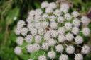 Die Blüten des Kerbel in der Dolde. © Flickr