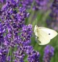 Lavendel in voller Blüte. © marge simpson/Pixelio