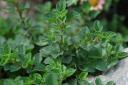 Der griechische Oregano. © Flickr