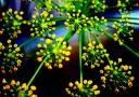 Die gelben Blüten sind sehr dekorativ. © vol-au-vent/Flickr