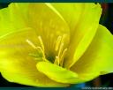 Gelber Enzian © lotusfee/Flickr