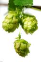 Hopfen © c.zwerg/Flickr
