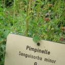 Pimpinelle © mimli/Flickr