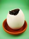 Eggling. visualpanic © Flickr