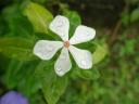 Blüte. tsechuen26©Flickr