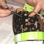 1_kapuzinerkresse_vereinzeln_pikieren_loesen©kraeuterallerlei/D.Schwarz