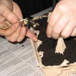 4_kapuzinerkresse_vereinzeln_pikieren©kraeuterallerlei/D.Schwarz