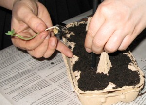 4_kapuzinerkresse_vereinzeln_pikieren©kraeuterallerlei/D.Schwarz