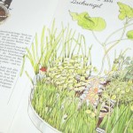 mini_kraeutergarten_kinder mini_kraeutergarten_kinder