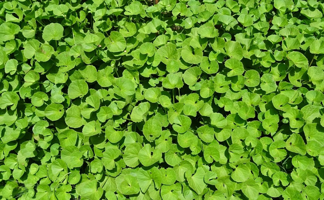 Ayurveda Kräuter: Brahmi (Bacopa monnieri)