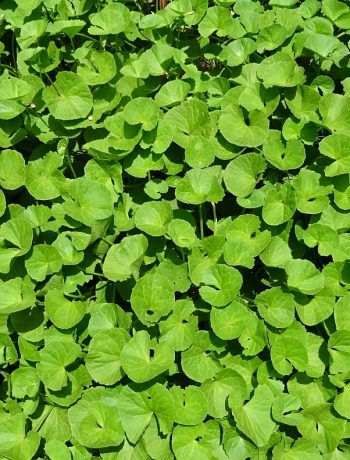 Ayurveda Kräuter: Brahmi (Bacopa monnieri)