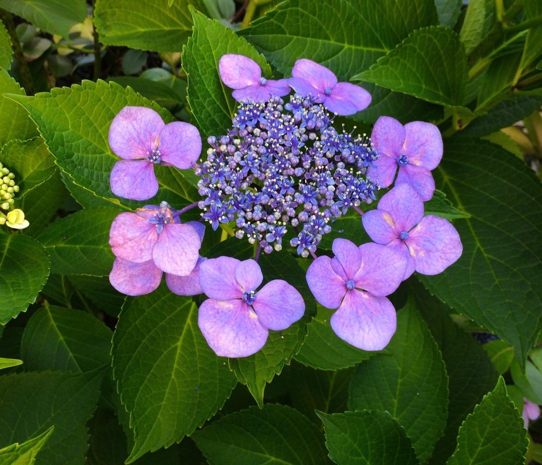 Anbau und Pflege der Buddha-Blume (Japanische Tee-Hortensie)