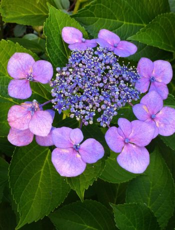 Anbau und Pflege der Buddha-Blume (Japanische Tee-Hortensie)