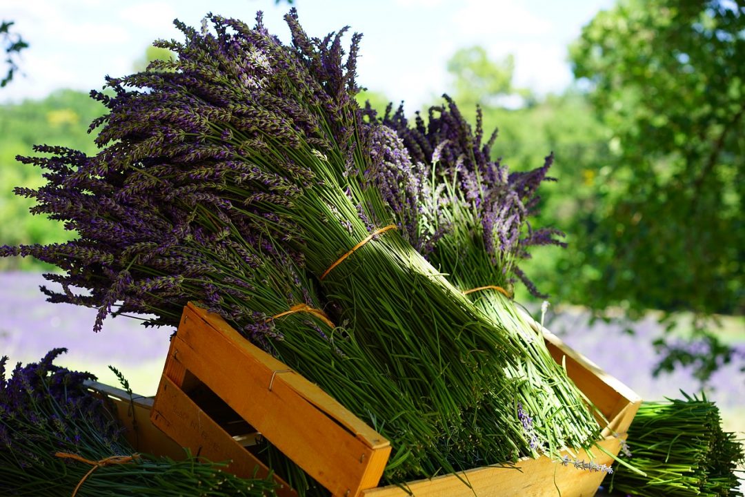 Lavendel ernten: der beste Zeitpunkt