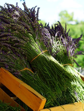 Lavendel ernten: der beste Zeitpunkt