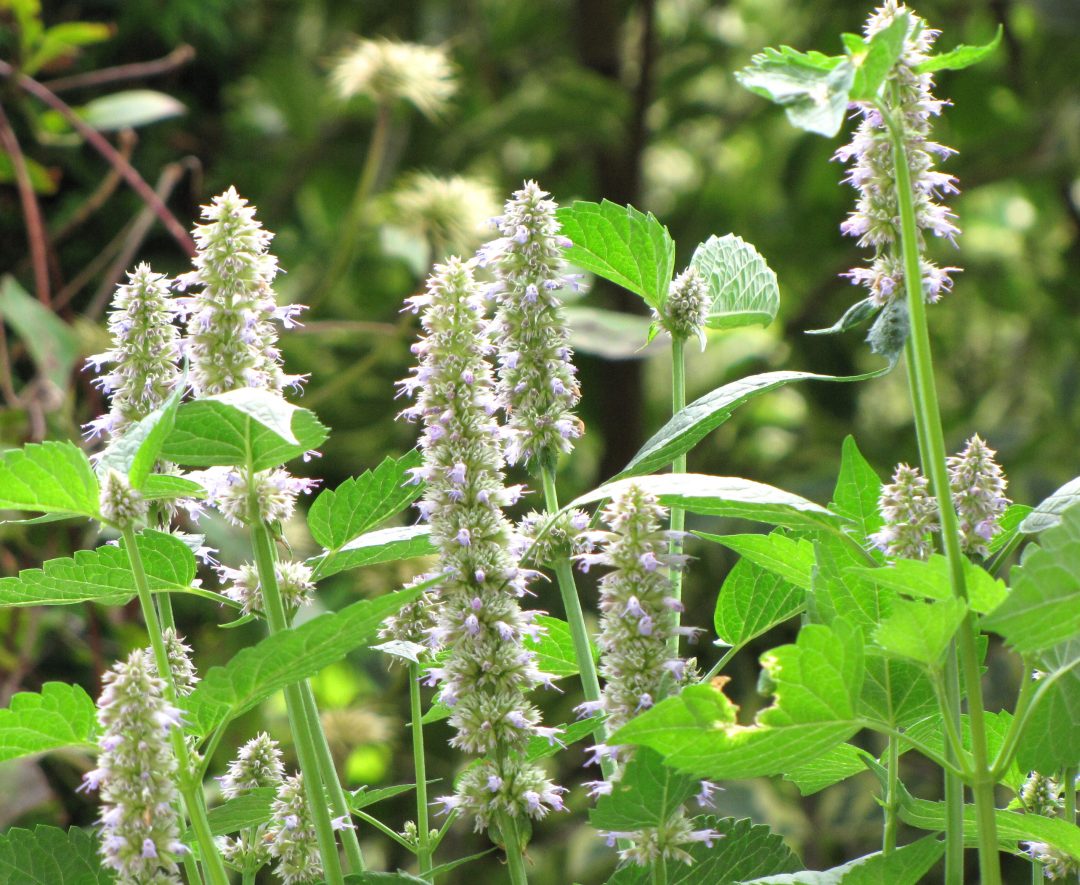 Ysopkraut – Die aromatische Heilpflanze