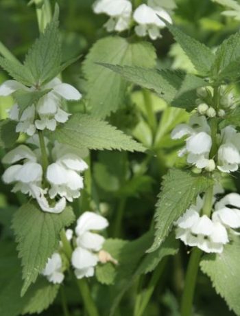 Der Garten der Lust: Diese drei Kräuter gelten als aphrodisierend