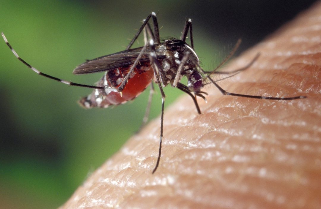 Hausmittel gegen Mücken: Ätherische Öle und Co