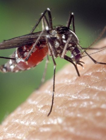 Hausmittel gegen Mücken: Ätherische Öle und Co