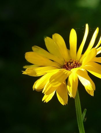 Ringelblumensalbe selber machen: Eine Anleitung