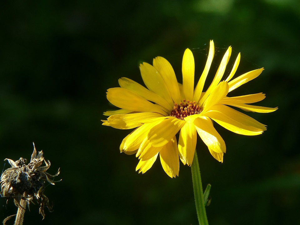 Ringelblumensalbe selber machen: Eine Anleitung