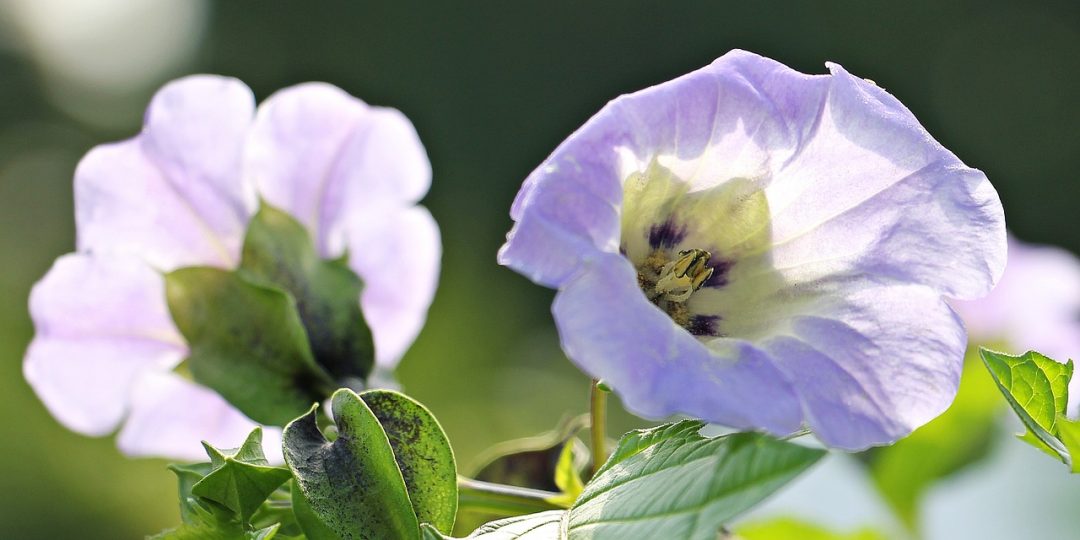 Die Blaue Lampionblume: Ein duftender Schädlingsbekämpfer