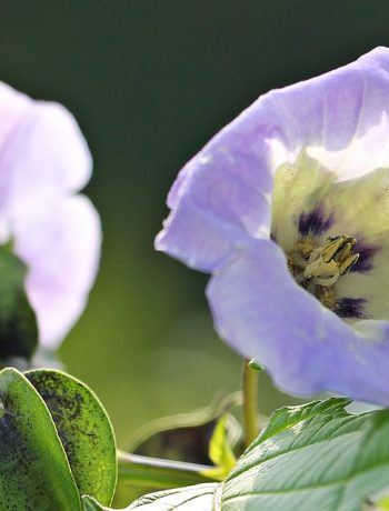 Die Blaue Lampionblume: Ein duftender Schädlingsbekämpfer