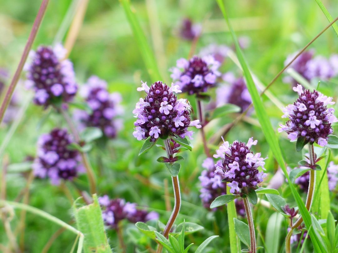 Quendel: Wilder Thymian mit Heilwirkung