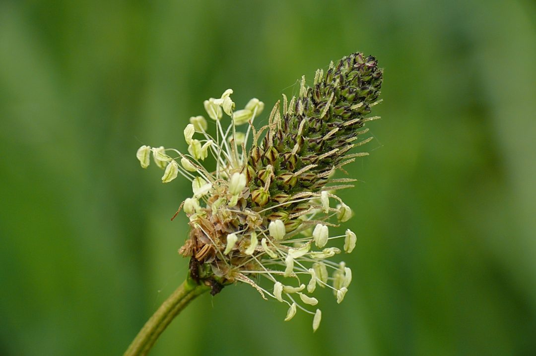 Spitzwegerich-Sirup selbst herstellen