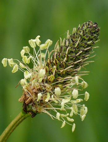 Spitzwegerich-Sirup selbst herstellen