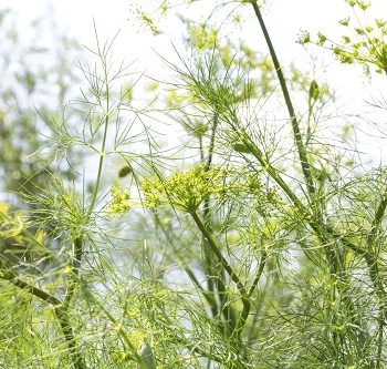 Fenchel