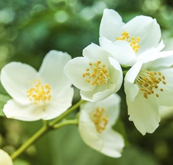 Jasmin-Blüte