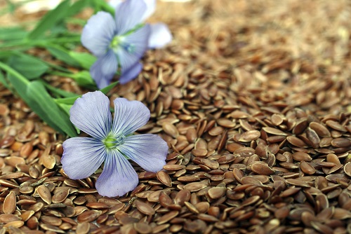 Blüte auf Samen