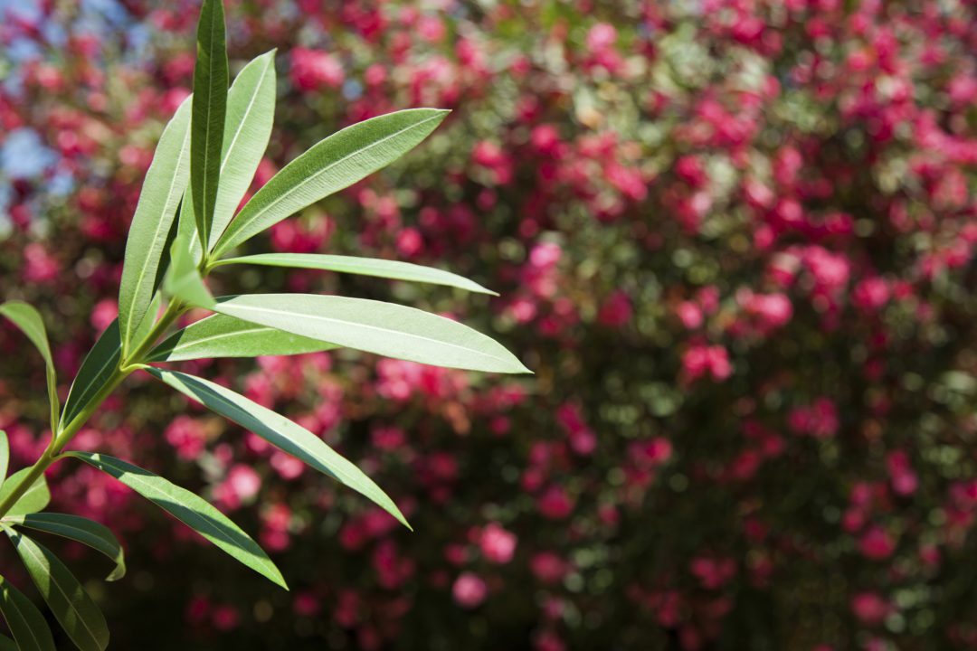 Blaetter vom Oleander