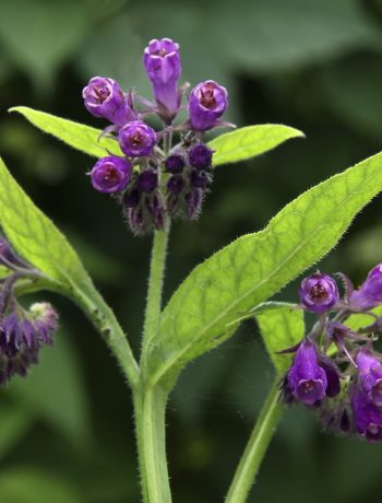 Inhalt des Artikels sind die Kräuter vom Gartenteich.