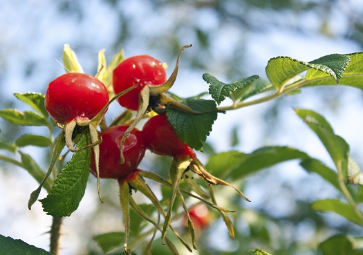 Hagebutten – Herbstliche Vitamin-C-Bomben