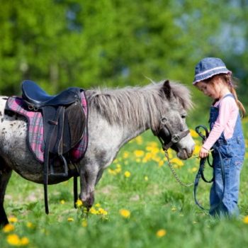 Tierheilkunde: Kräuter für Vollblüter