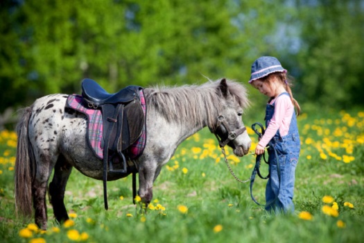 Tierheilkunde: Kräuter für Vollblüter