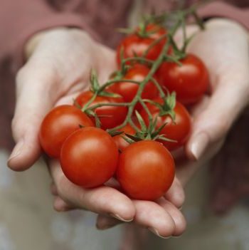 Lecker zusammen mit Kräutern: So ziehen Sie Tomaten selbst
