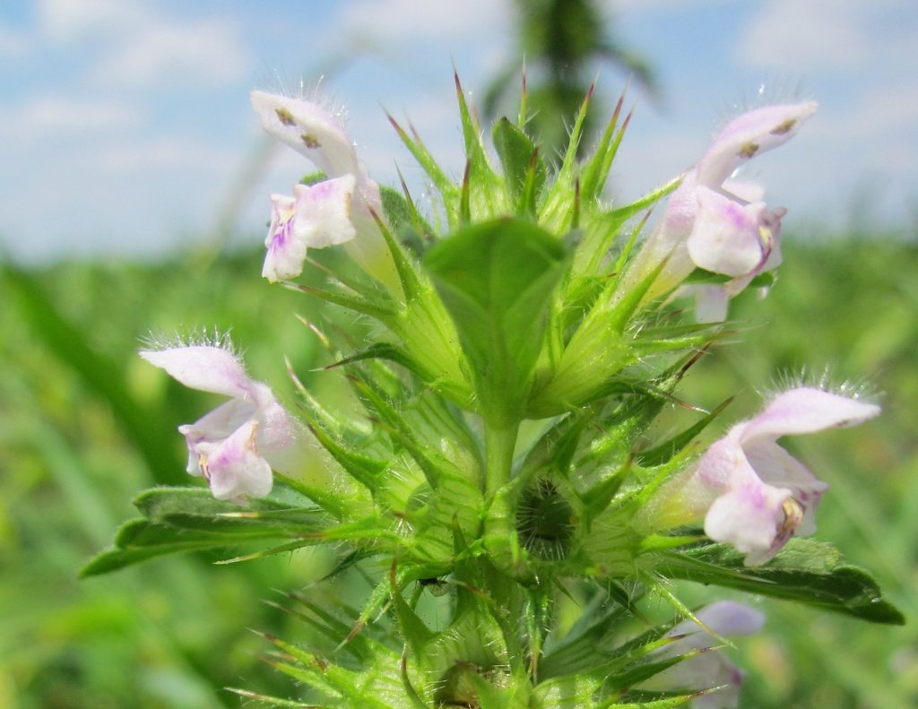 Andorn Wie Sie die vielseitige Heilpflanze nutzen Kräuterallerlei