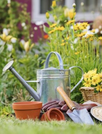 Rosenfreunde aufgepasst: Neue Sorten zum Bewundern