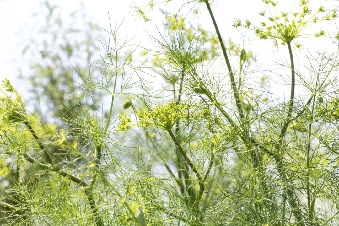 Absinth-Herstellung: Diese Kräuter stecken drin