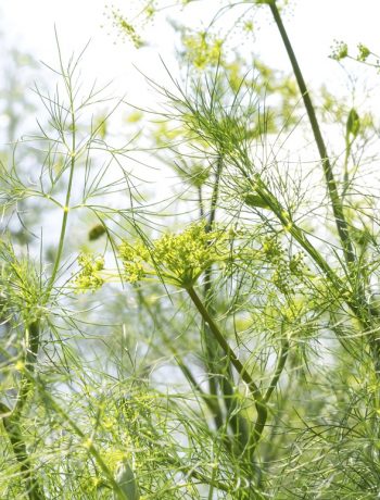 Absinth-Herstellung: Diese Kräuter stecken drin