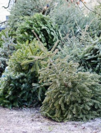 Nach dem Fest: So kann der Weihnachtsbaum noch genutzt werden