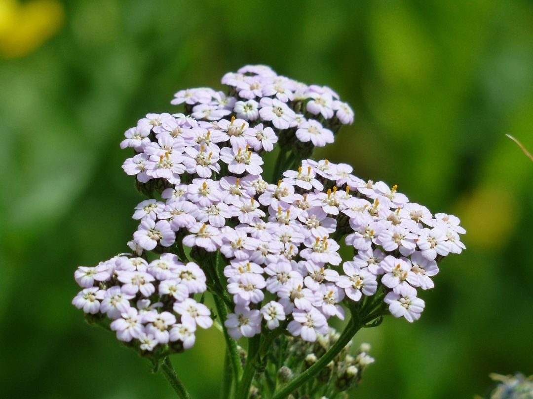 Natürlich heilen mit der Schafgarbe