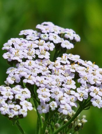 Natürlich heilen mit der Schafgarbe