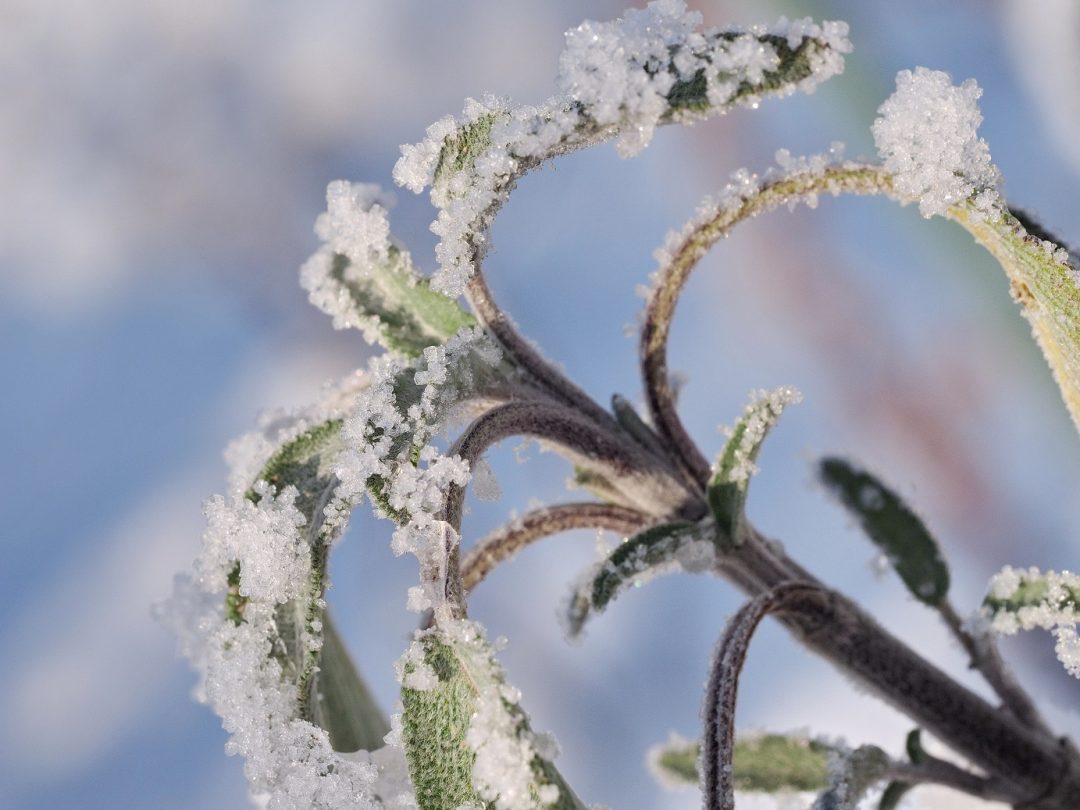 Die besten Tipps für winterharte Kräuter